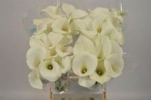 CALLA CAPT VENTURA 65